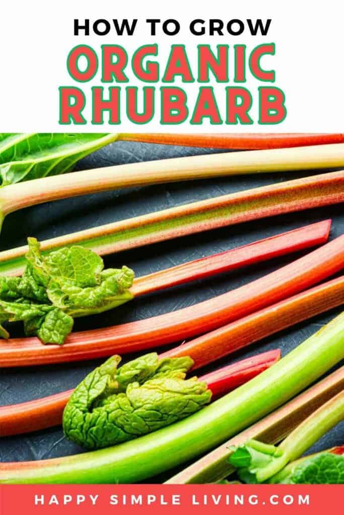 Red and green stalks of organic rhubarb.