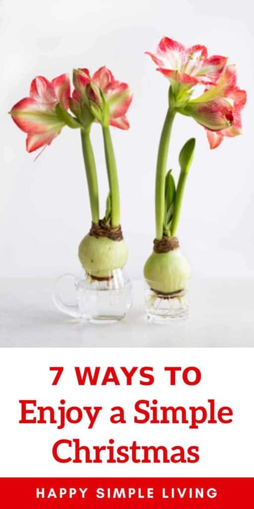 Two blooming red and white amaryllis bulbs.