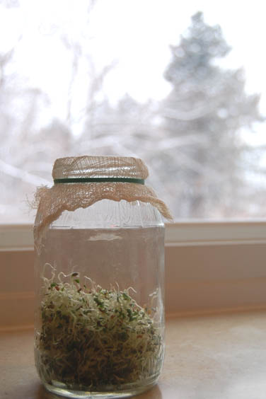 A jar half full of freshly grown alfalfa sprouts.