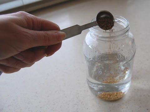Adding alfalfa seeds to a jar of water.