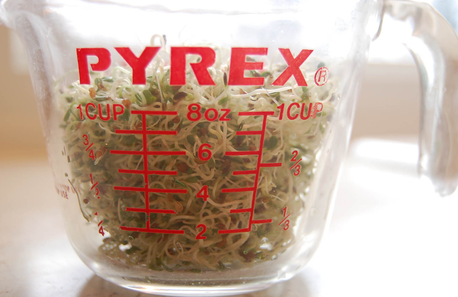 A glass one-cup measuring cup filled with fresh sprouts. 