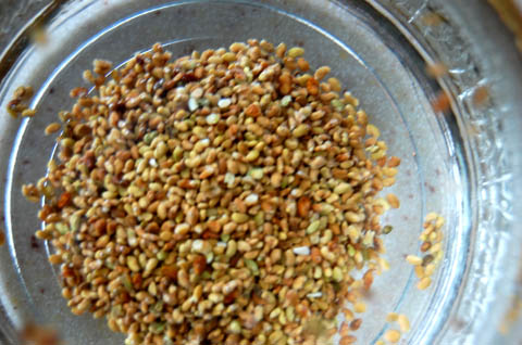 Alfalfa seeds in a glass jar.