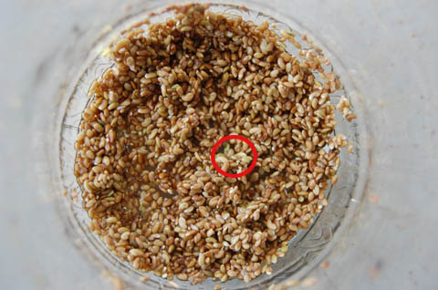 Drained alfalfa seeds.